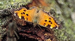 ヒオドシチョウ