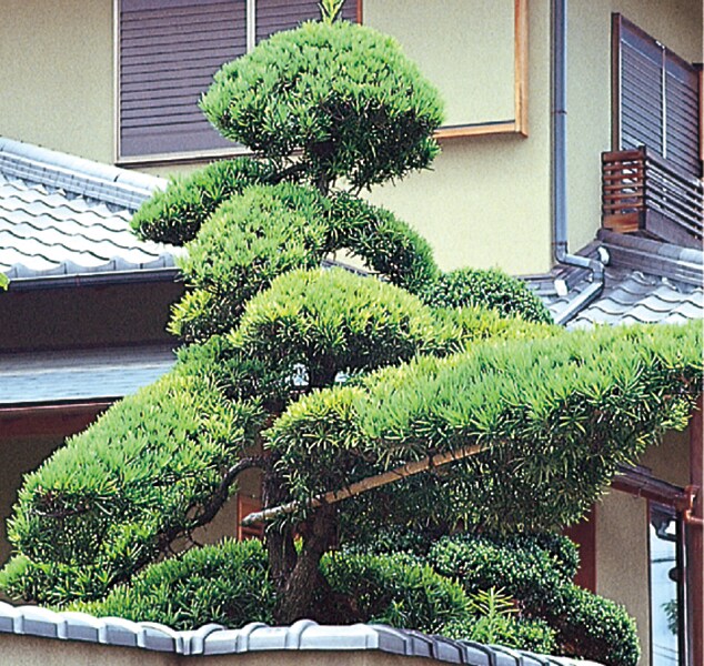 イヌマキ