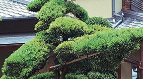 イヌマキ