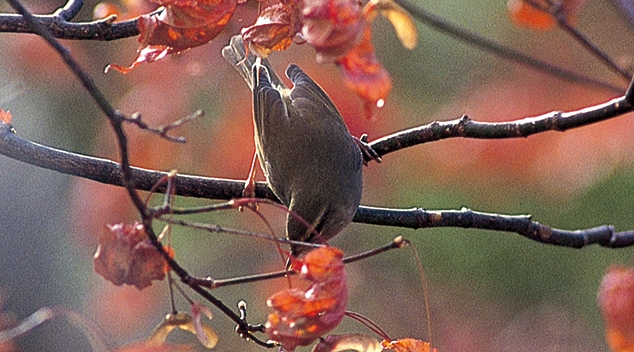 ウグイス