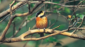 ヤマガラ