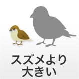 スズメより大きい