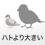 ハトより大きい